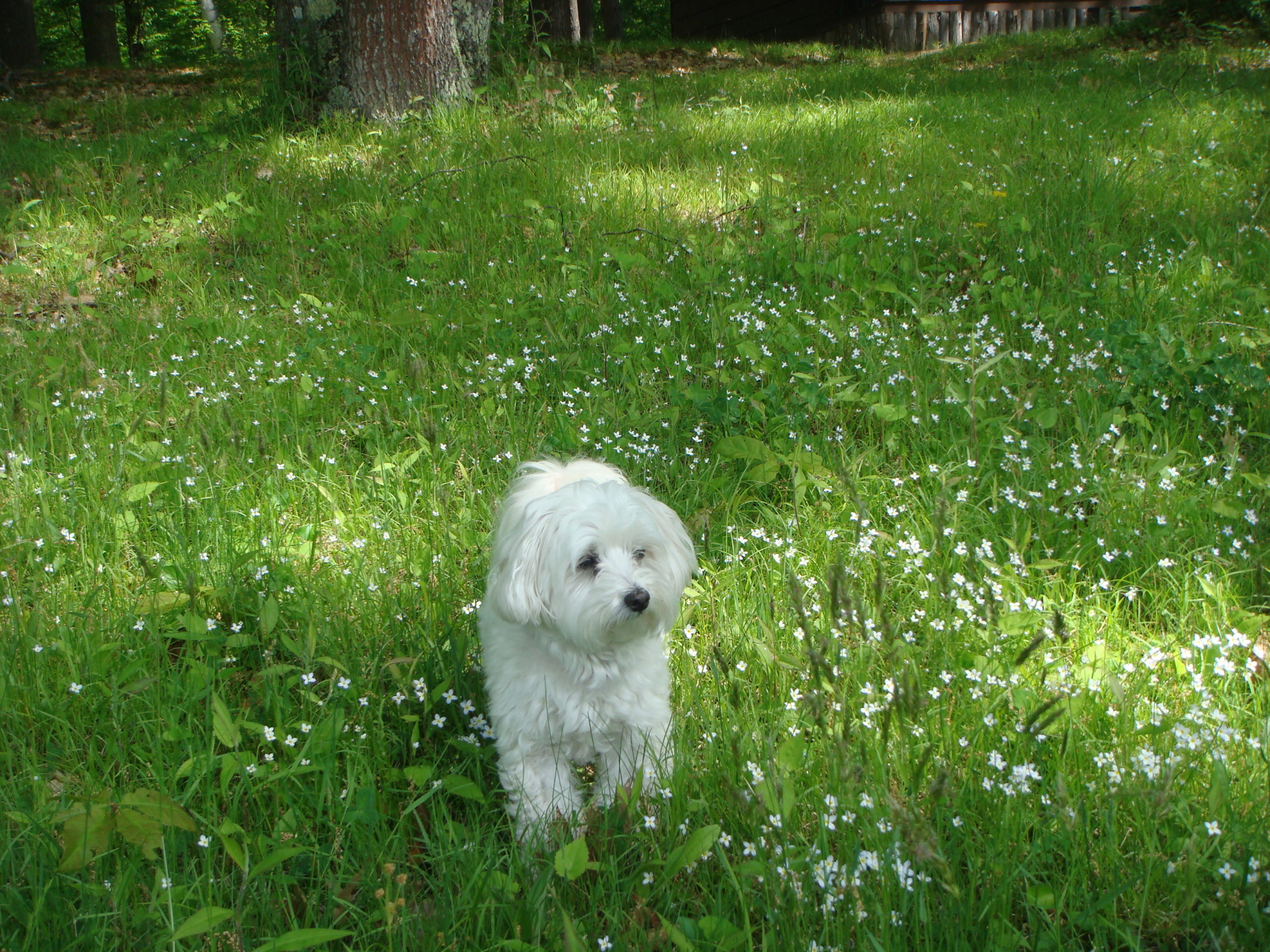 peaceful puppy in field